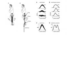 Consistency assessment in biomechanical force generation in running